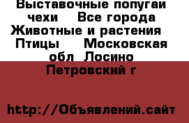 Выставочные попугаи чехи  - Все города Животные и растения » Птицы   . Московская обл.,Лосино-Петровский г.